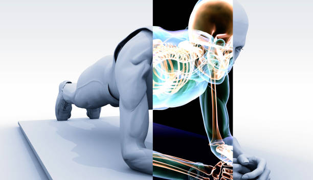 xray scanning of plank position - yoga men male gymnastics foto e immagini stock