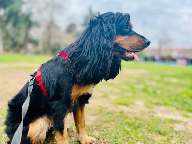 istock Black Cooker dog in the park. 2041017043