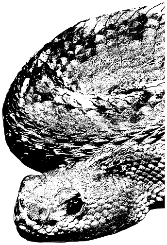 sketch of an Aruba Island Rattlesnake, in black, isolated