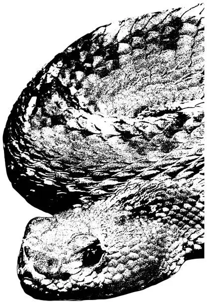 Vector illustration of Aruba Island rattlesnake sketch