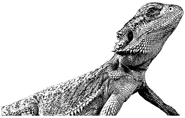 Vector illustration of Bearded dragon sketch