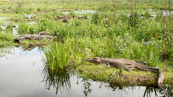 Group of caimans in the landscape of Esteros del Iberá National Park