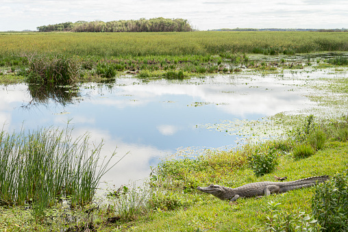 Alligator in the landscape of Esteros del Iberá