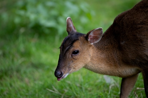 Reeves's Muntjac (Muntiacus reevesi), also known as the Chinese Muntjac.