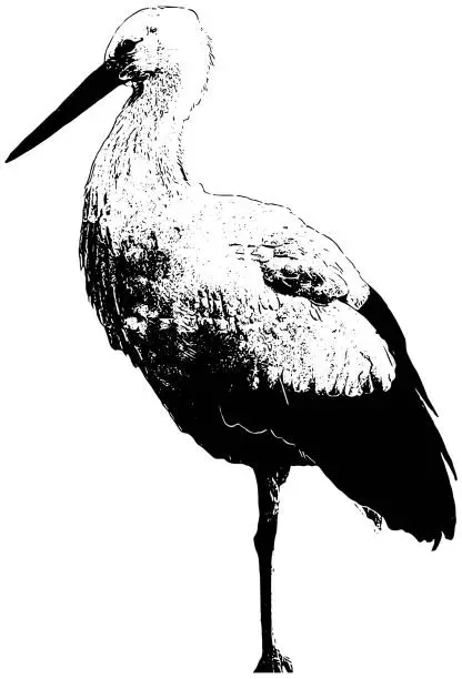 Vector illustration of White stork bird sketch