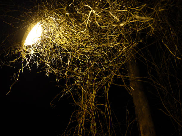 Horror photo creepy nighttime broken lamp