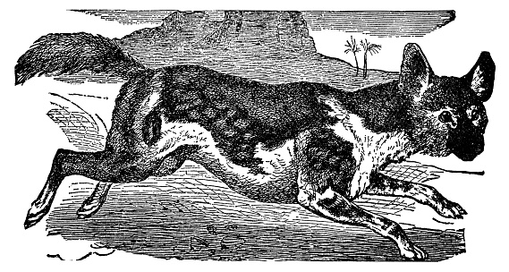 An African Wild Dog (lycaon pictus). Vintage etching circa 19th century.