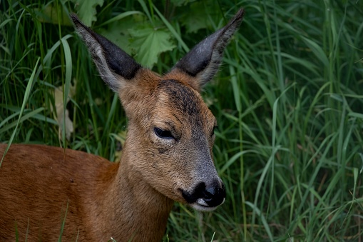The Roe Deer (Capreolus capreolus), also known as the Roe, Western Roe Deer, or European Roe.