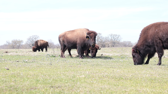 Bison on ranch near east entrance to Zion National Park Utah