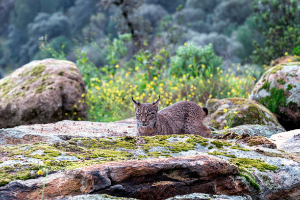 istock Iberian lynx in the Sierra de Andujar, Spain. 2041033703