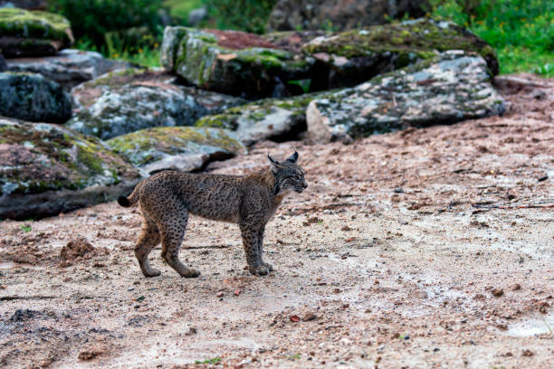 istock Young Iberian lynx in the Sierra de Andujar. Spain 2041033708