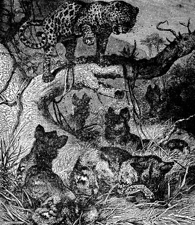 A pack of African Wild Dogs (lycaon pictus) cornering an African Leopard (panthera pardus pardus). Vintage etching circa 19th century.