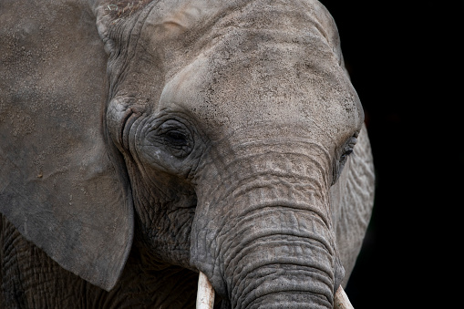 Close up of Thai elephant at Rescue Park in Chiang Mai, Thailand