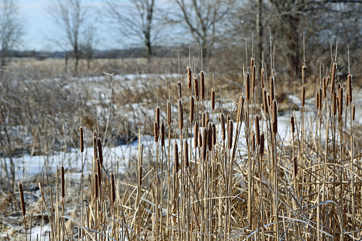 Frozen plants in the park in winter, Iowa