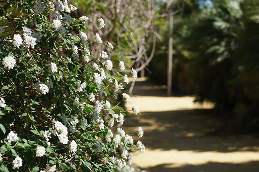 Blooming White Flowers Adorn a Peaceful Pathway in a Lush Green Garden