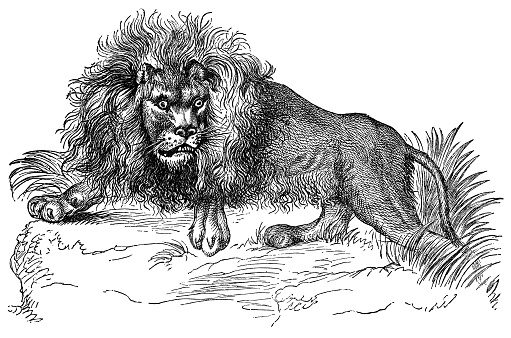 A male lion (panthera leo). Vintage etching circa 19th century.