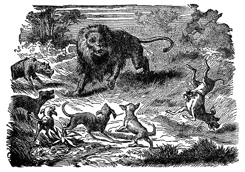 Hunting a Lion (panthera leo) with a pack of hunting dogs. Vintage etching circa 19th century.