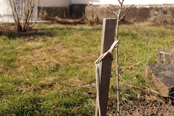 istock Young cherry tree tied to supporting stick with rope 2041075344