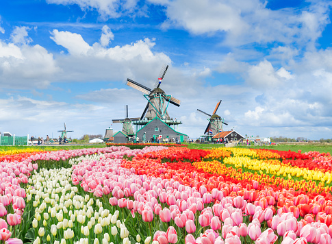 traditional Dutch rural spring scene with canal and windmills of Zaanse Schans, Netherlands