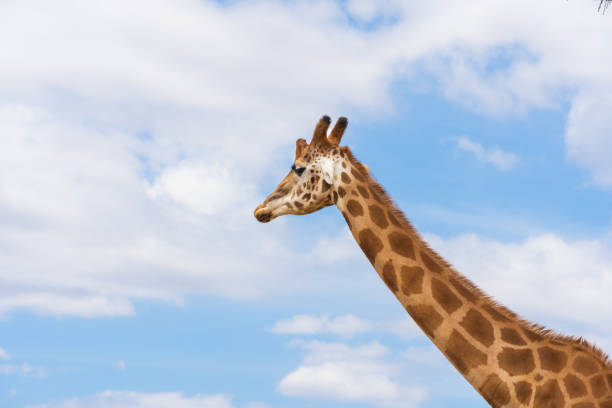 A standing plains giraffe on a background of clouds