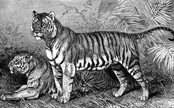 tygrysy sumatrzańskie (panthera tigris sondaica) - xix wiek - tiger animal sumatran tiger endangered species stock illustrations