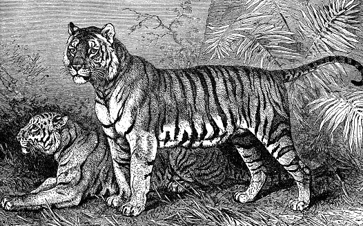 Sumatran Tigers (panthera tigris sondaica). Vintage etching circa 19th century.