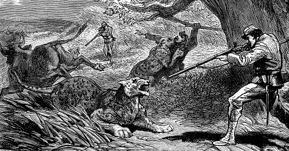 African Leopards (panthera pardus pardus) attacking a group of hunters. Vintage etching circa 19th century.