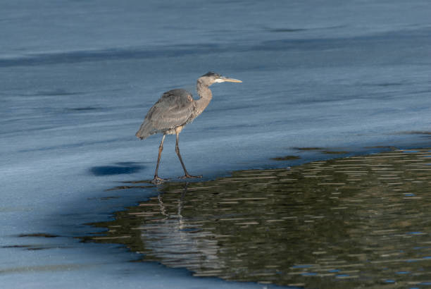 Blue Heron Standing on the Ice stock photo