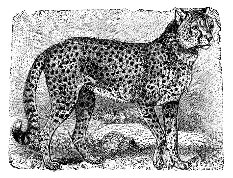 South African Cheetah (acinonyx jubatus jubatus). Vintage etching circa 19th century.