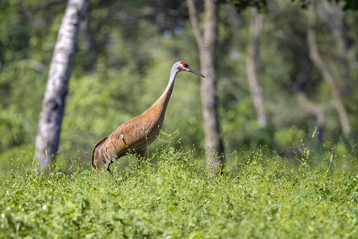 Sandhill crane is one of only two North American endemic crane species