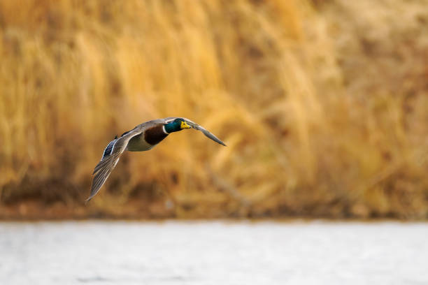 A male Mallard duck in flight.
