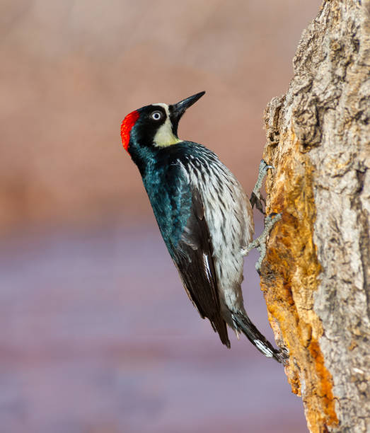 Female Acorn Woodpecker stock photo