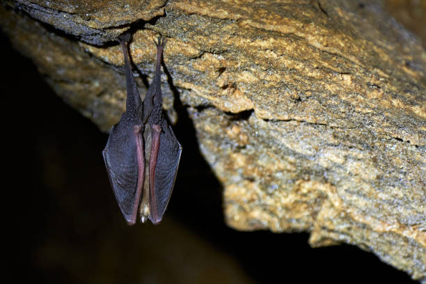 istock Lesser horseshoe bat hanging in a cave 2041115195