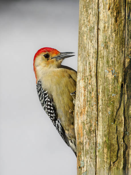 istock Red-bellied woodpecker on snowy day 2041116762