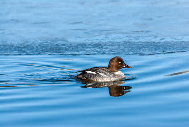 istock Female Common Goldeneye 2041116769