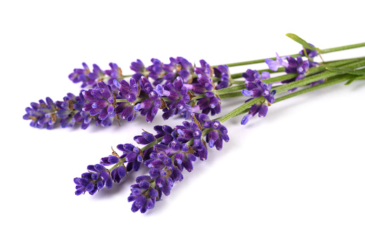 Lavender flowers  isolated on white background