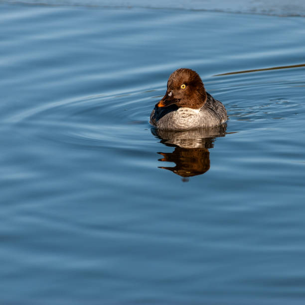 istock Female Common Goldeneye 2041118858