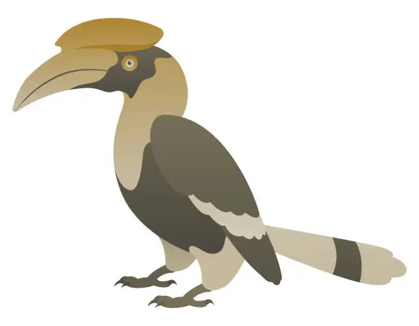 Vector illustration of Hornbill vector illustration.