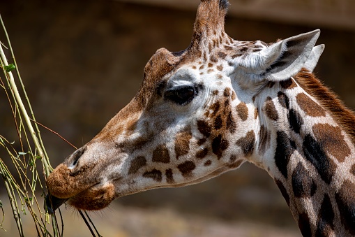 A close up image of a giraffe head while eating leaves from an acacia tree.