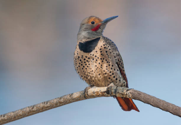 Male Northern Flicker Perched in a Tree stock photo