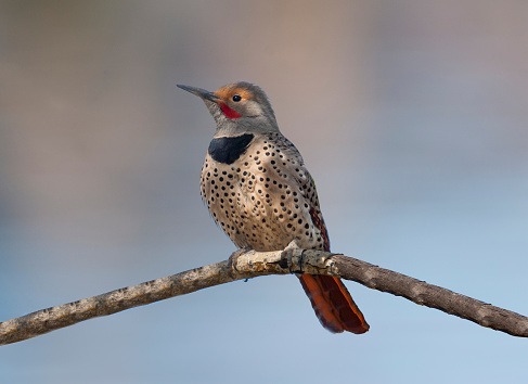 The Northern Flicker (Colaptes auratus) is a medium-sized member of the woodpecker family, native to most of North America, parts of Central America, Cuba, and the Cayman Islands.  It is one of the few woodpeckers that are migratory.  The flicker was first described and illustrated by the English naturalist Mark Catesby around 1729.  Adult flickers are brown with black bars on the back and wings.  The upper breast has a black patch while the lower breast and underbelly is beige with black spots.  Their white rump is conspicuous in flight.  The male flicker has a red stripe close to the beak.  Flickers primarily eat insects but their diet also includes berries, nuts and seeds.  They are the only woodpecker that feeds on the ground.  The flicker’s breeding habitat are forested areas of the north and central Americas.  They prefer to nest in tree cavities.  This male Northern Flicker was perched in a tree at Walnut Canyon Lakes in Flagstaff, Arizona, USA.