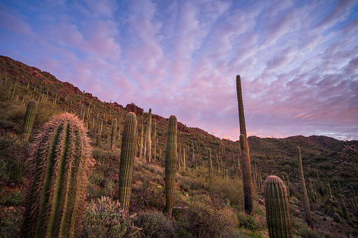 Saguaro Sunrise, Sonoran Desert in McDowell Mountains