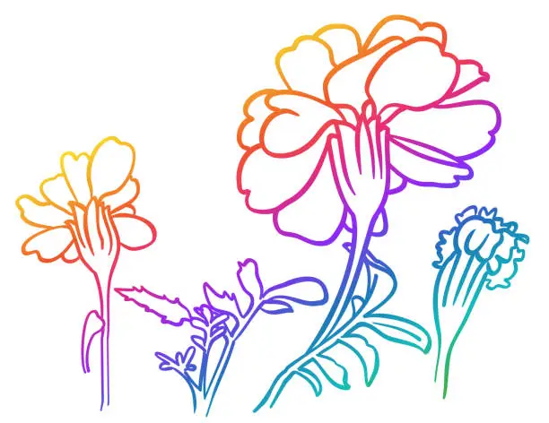 Vector illustration of Marigold Flowers Rainbow