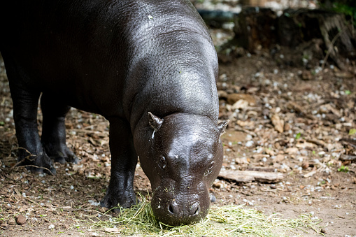 The Pygmy Hippopotamus or Pygmy Hippo (Choeropsis liberiensis).