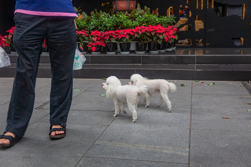 A pair of miniature poodles on the sidewalk in front of some Poinsettia plants