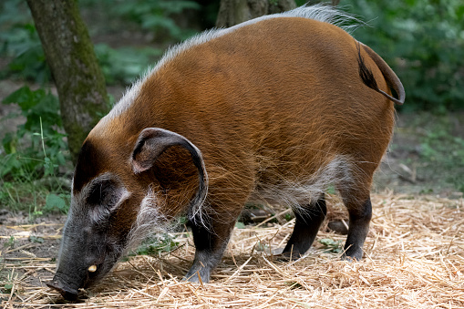 The Red River Hog (Potamochoerus porcus) or Bushpig.