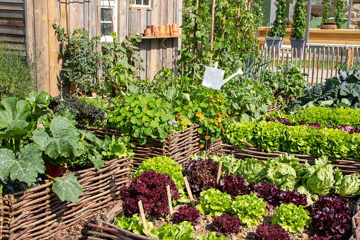 Green beans, tomatoes, cucumbers, zucchini, lettuce, cabbage, savoy cabbage, herbs and flowers.