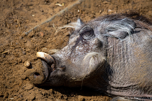 The Common Warthog (Phacochoerus africanus), a wild pig from Sub-Saharan Africa.