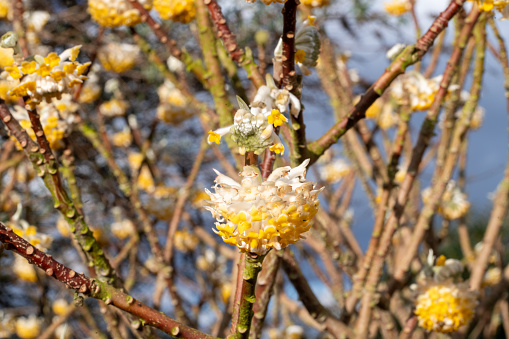 Blossoming Edgeworthia chrysantha Grandiflora, paperbush flower heads with white tubular petals with yellow scented flower heads