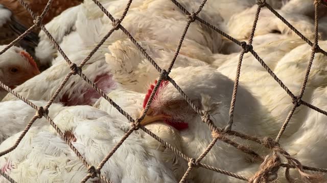 Close up shot of bunch hens kept inside a small enclosure of rope.